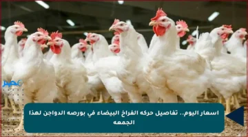 أسعار اليوم.. تفاصيل حركة الفراخ البيضاء في بورصة الدواجن لهذا الجمعة